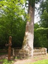 Patriarch Oak (BiaÃâowieÃÂ¼a National Park, Belarus)